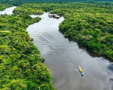 Amazon rain forest